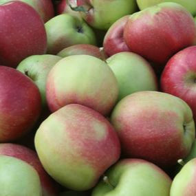 Ligol apples