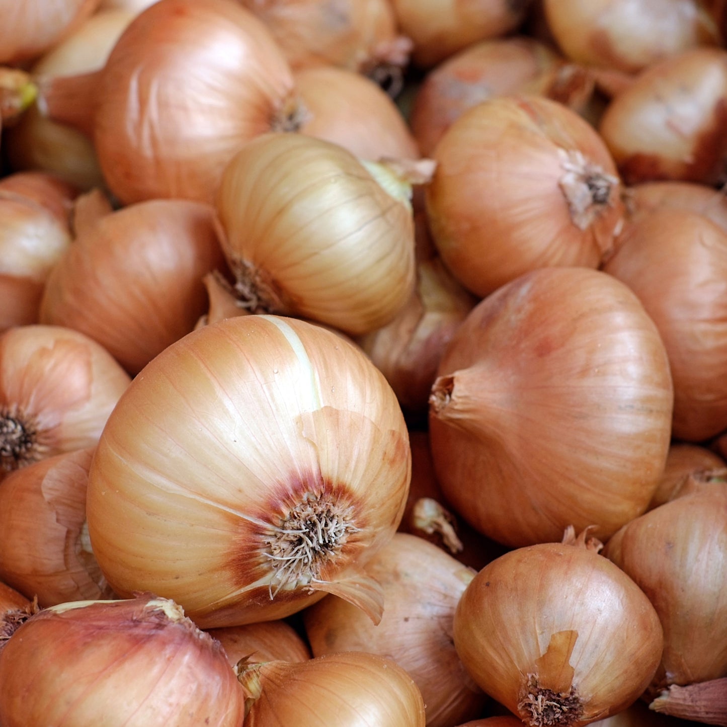 Golden onion