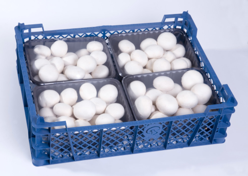 Mushroom pack 4 x 500g